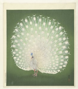 Pfau von Ohara Koson