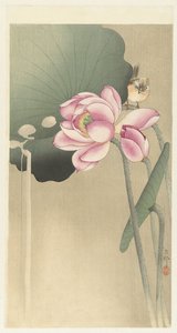 Singvogel und Lotus