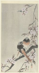 Zwei Siegelrotschwänze mit Kirschblüten