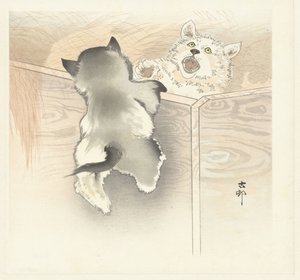 Zwei spielende Hunde