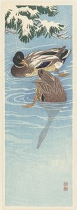 Zwei Wildenten im Wasser