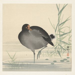 Wasserhuhn