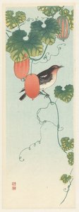 Singvogel in Gurkenpflanze