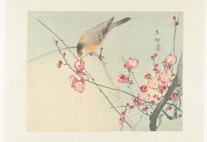 Singvogel auf einem Blütenzweig