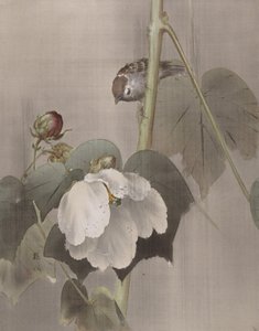Baumwollrosen-Malven im Regen, ca. 1891-92 von Okada Baison