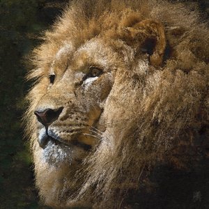 Majestätischer Goldener Löwe von Osvaldo Russo
