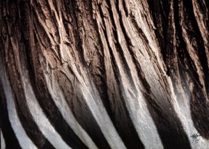 Zebra-Streifen-Textur