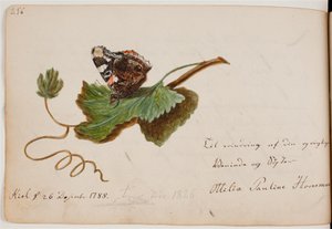 Schmetterling auf Blatt von Ottilie Pauline Horneman