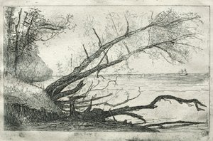 Alter Ahorn, 1877