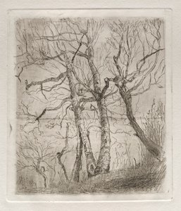 Bäume, 1878 von Otto H. Bacher