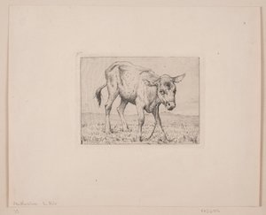 Ein Kalb