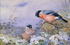 Ein Paar Gimpel unter den Blüten