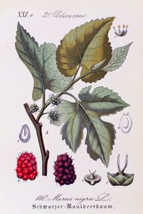 Blätter und Früchte der Schwarzen Maulbeere, Kunstwerk von Otto Wilhelm Thome aus Flora von Deutschland, Österreich und der Schweiz
