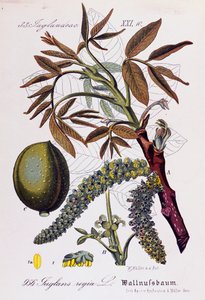 Blätter, Früchte und Blumen der Persischen Walnuss oder Englischen Walnuss (Juglans regia) von Otto Wilhelm Thome