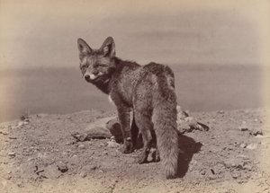 Fuchs, 1886