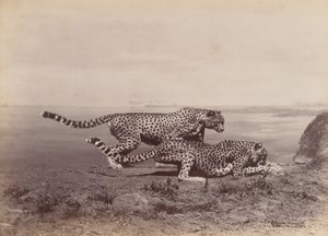 [Zwei Geparden], 1888