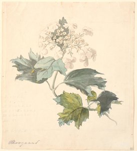 Schneeball (Viburnum)