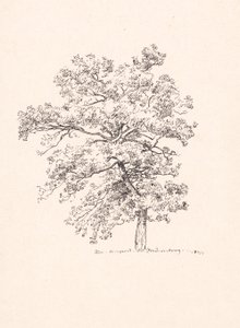 Baum bei Fredensborg