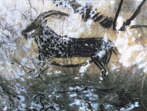 Ziege oder Gämse, Felsmalerei im Schwarzen Raum, Magdalénien (Höhlenmalerei) von Paleolithic Paleolithic