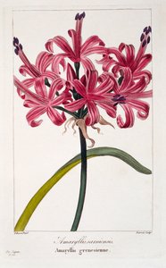 Amaryllis A. sarniensis, veröffentlicht 1836