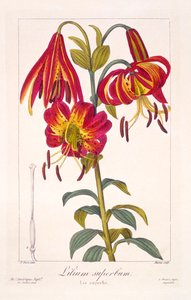 Amerikanische Türkenbundlilie, veröffentlicht 1836
