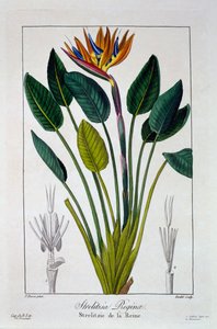 Paradiesvogel oder Kranichblume, veröffentlicht 1836