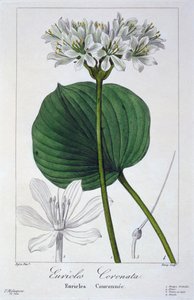 Euricles coronata, veröffentlicht 1836 von Panacre Bessa