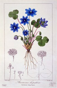 Hepatica nobilis von Panacre Bessa