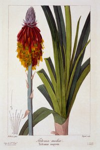 Kniphofia, veröffentlicht 1836