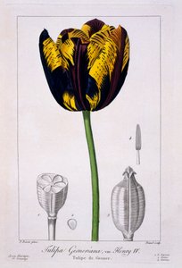 Tulpe: König Heinrich IV., veröffentlicht 1836