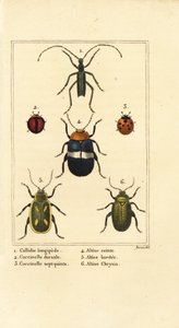 Callidium longipes 1, Marienkäfer, Jauravia dorsalis 2, Coccinella septempunctata 3, Flohkäfer, Altica cincta 4, Altica emarginata 5, und Altica chrysis 6 von Pancrace (after) Bessa