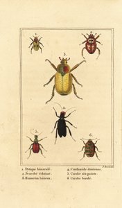 Dytiscus bimaculatus, Skarabäus, Maikäfer, Cantharis-Käfer, Carabus sexpunciatus und Omophron limbatum von Pancrace (after) Bessa