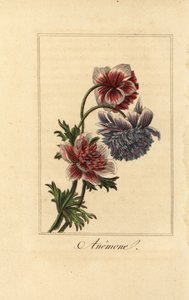 Hybride Anemonen-Mohnblume, Anemone coronaria
