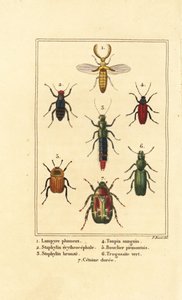 Lampyris-Käfer, Kurzflügelkäfer, Staphylinus erythropterus 2, Staphylinus-Arten 3, Ampedus sanguineus 4, Silpha pedemonta 5, Temnoscheila virescens 6, und Rosenkäfer, Cetonia aurata 7 von Pancrace (after) Bessa
