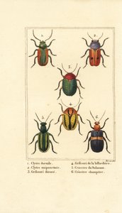 Blattkäfer: Smaragdina limbata, Clytra laeviuscula, Cryptocephalus-Käfer, Crioceris solani und Chrysomela campestris von Pancrace (after) Bessa