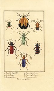 Malachitkäfer, Malachius bipustulatus, Netzflügelkäfer, Lycus melanurus, Lycus punctatus, Saperda punctata, Saperda-Arten, Trichodes octopunctatus und Trichodes apiarius von Pancrace (after) Bessa
