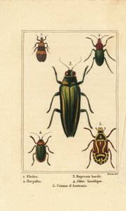 Sumpfkäfer, Elodes 1, Harpalus-Käfer 2, Prachtkäfer, Buprestis 3, Flohkäfer, Altica famelica 4, und Rosenkäfer, Cetonia-Arten 5 von Pancrace (after) Bessa