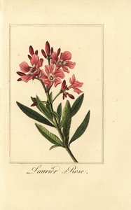 Oleander, Laurier-rose, Nerium oleander von Pancrace (after) Bessa