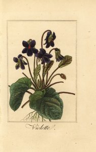 Duftveilchen, Viola odorata von Pancrace (after) Bessa