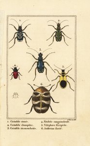 Sandlaufkäfer, Cicindela sinuata 1, Cicindela campestris 2, Cicindela sexguttata 3, Nitidula sanguinolenta 4, Teppichkäfer, Telephore flavipede 5, Anthrenus verbasci 6 von Pancrace (after) Bessa