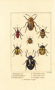 Rüsselkäfer: Eudomychus striata, Calandra hemiptera, Erotylus-Arten, Chrysomela striata, Acalymma vittatum, Chrysomela arcuata und Eumorphus marginata von Pancrace (after) Bessa