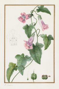 (Botanisch: Maurándia semperflorens) von Pancrace Bessa