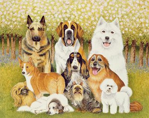 Hunde im Mai
