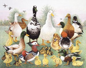 Hallo Enten