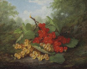 Stillleben mit roten und weißen Johannisbeeren