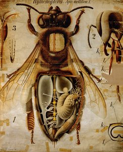 Anatomie der Honigbiene, Nr. 13, Pfurtscheller