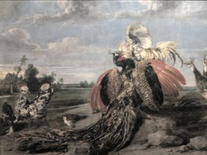 Pfau und Hahnkampf