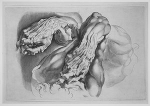 Drei Studien von Écorchés, nach 1640 von Paulus Pontius