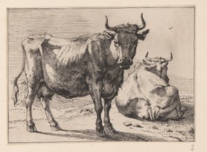 Eine Kuh stehend und eine andere liegend, aus Verschiedene Ochsen und Kühe