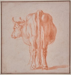 Kuh (Tierstudie)